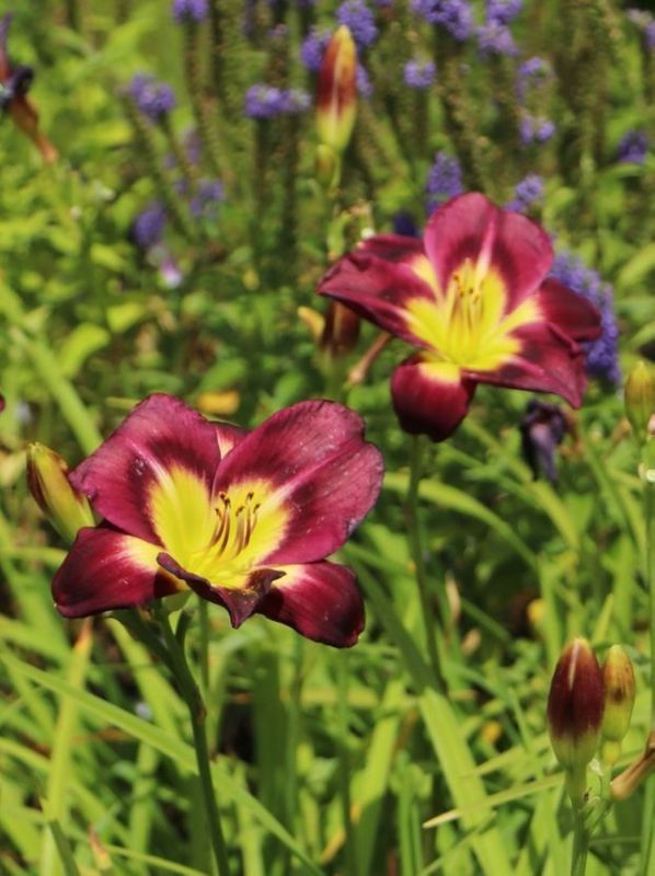 Hemerocallis hybrida ‘Night Beacon’