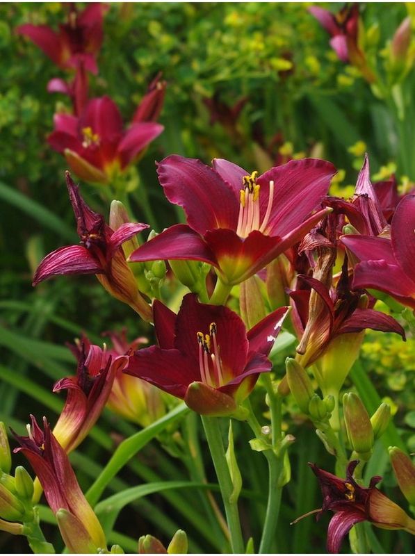 Hemerocallis hybrida ‘Pardon Me’