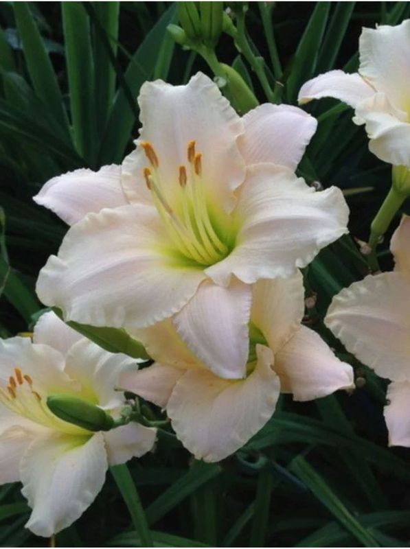 Hemerocallis hybrida ‘Lullaby baby’