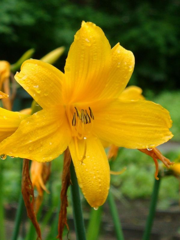 Hemerocallis middendorffii