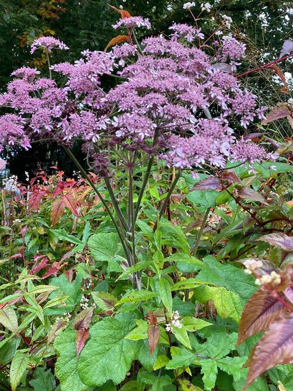 Heracleum sphondylium ‘Pink Cloud’