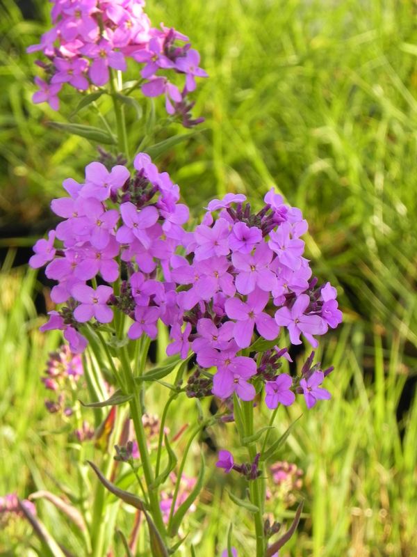 Hesperis matronalis