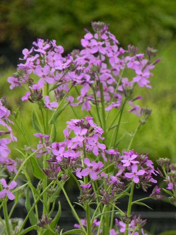 Hesperis matronalis ‘Violet’