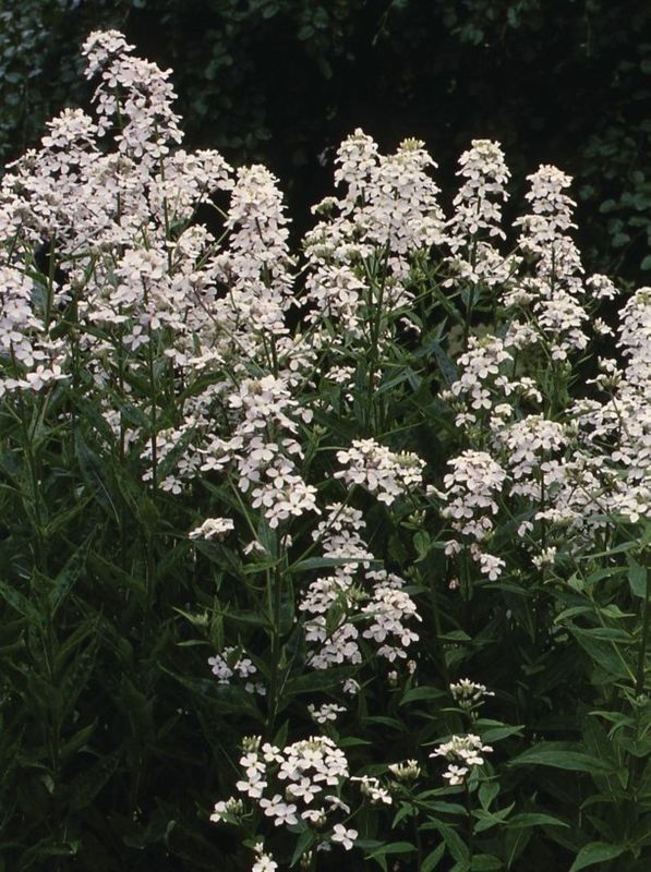 Hesperis matronalis ‘White’