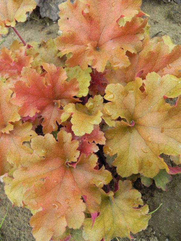 Heuchera x hybrida ‘Marmalade’