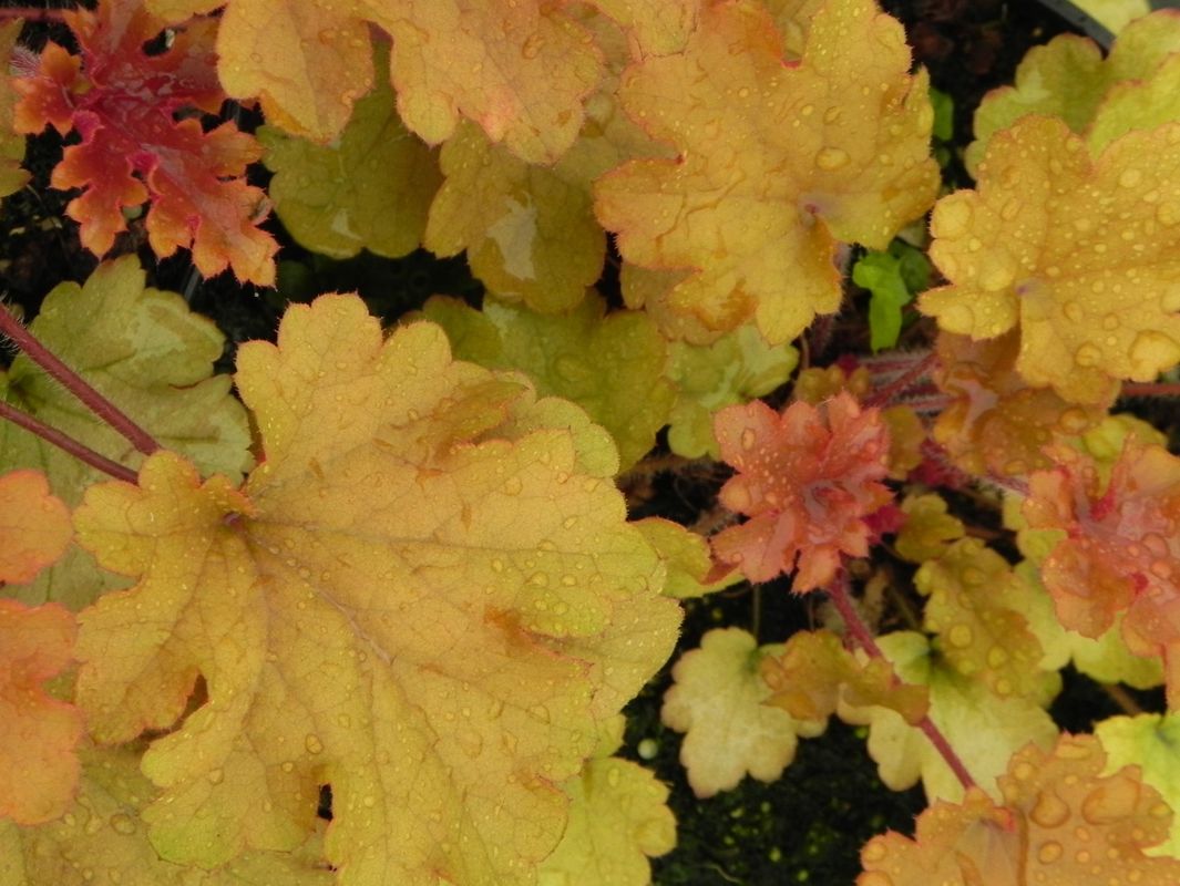 Heuchera x hybrida ‘Marmalade’