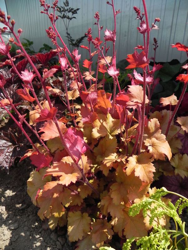 Heuchera x hybrida ‘Marmalade’