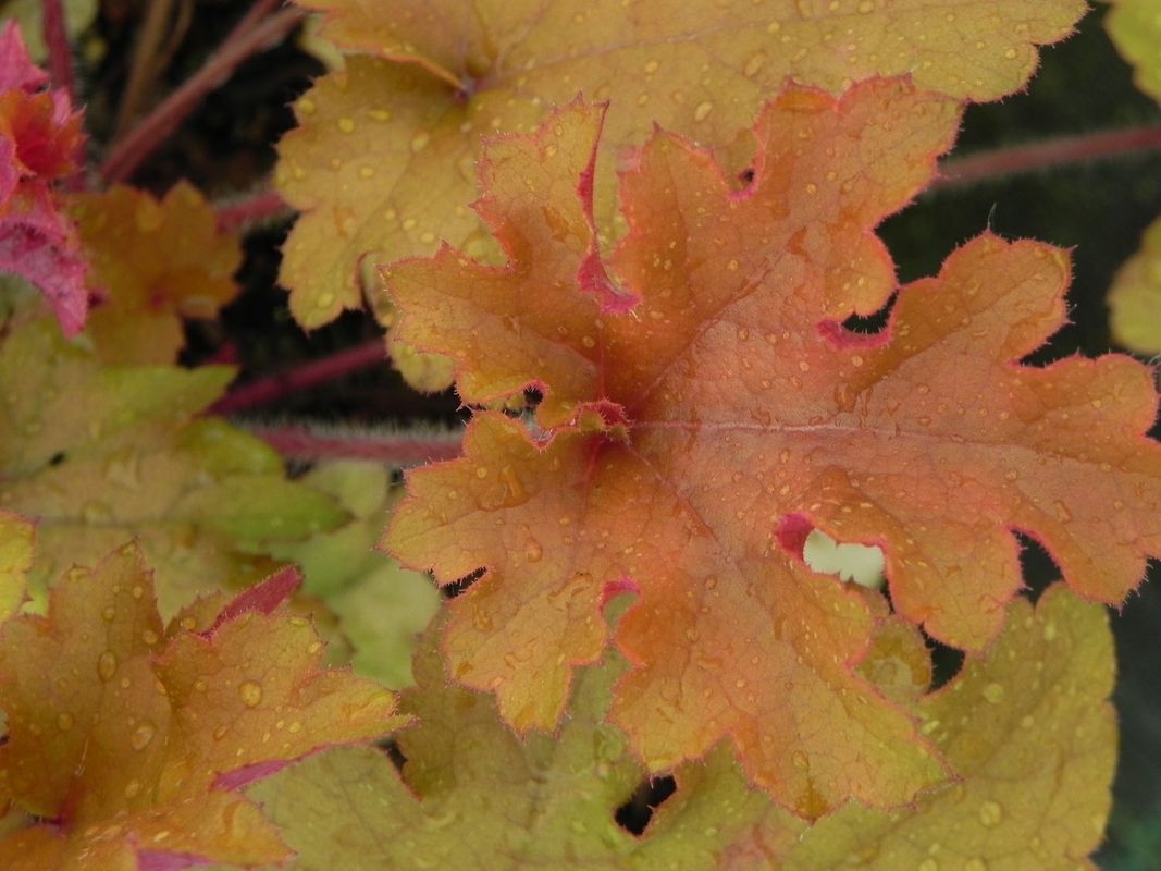 Heuchera x hybrida ‘Marmalade’