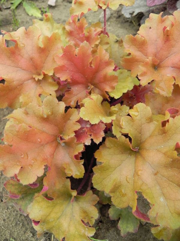 Heuchera x hybrida ‘Marmalade’