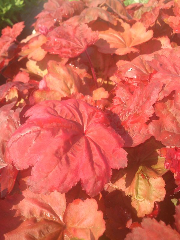 Heuchera x hybrida ‘Autumn Leaves’