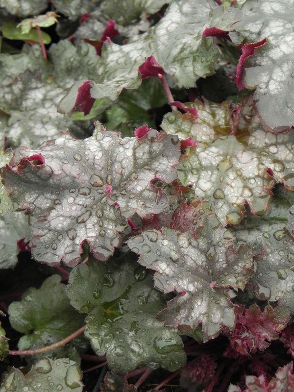 Heuchera x hybrida ‘Can Can’