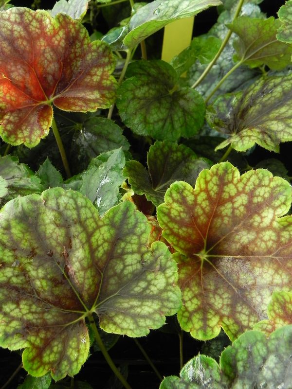 Heuchera x hybrida ‘Colour Beauty’