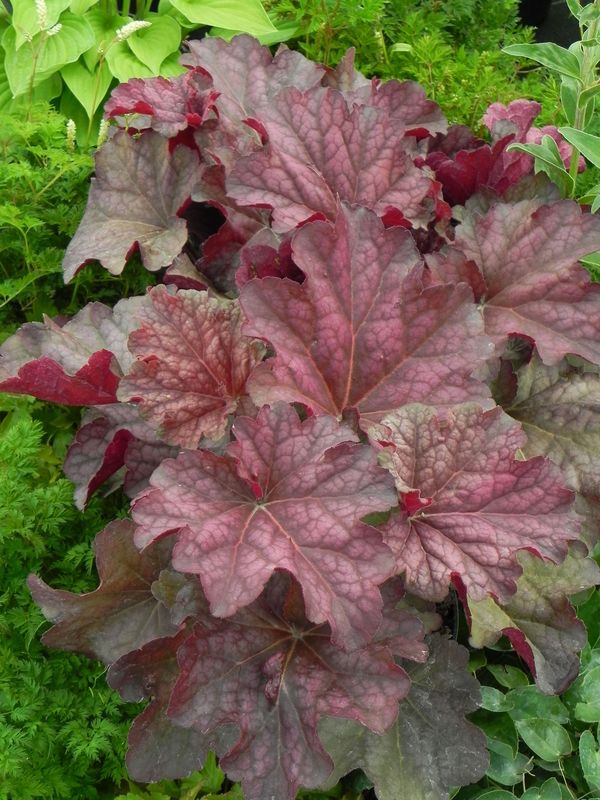 Heuchera x hybrida ‘Berry Smooth’