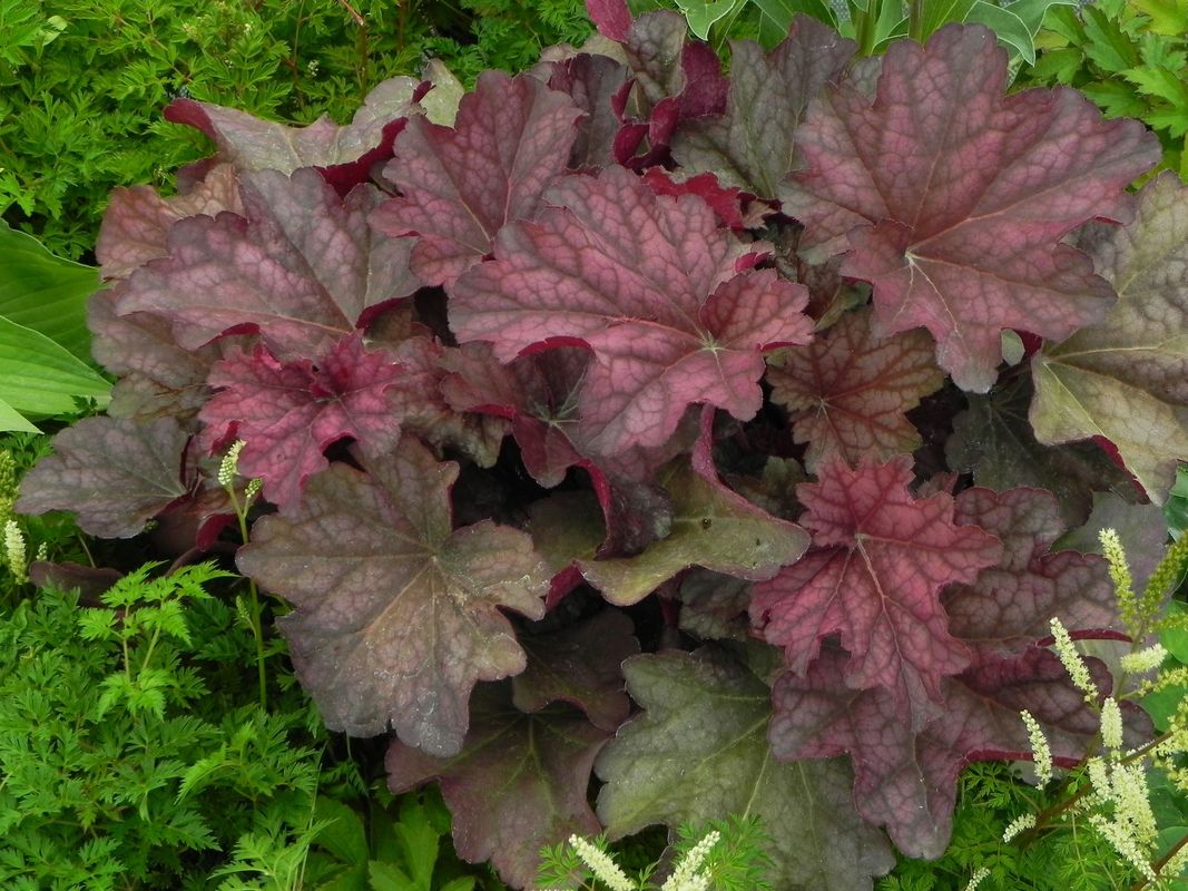 Heuchera x hybrida ‘Berry Smooth’