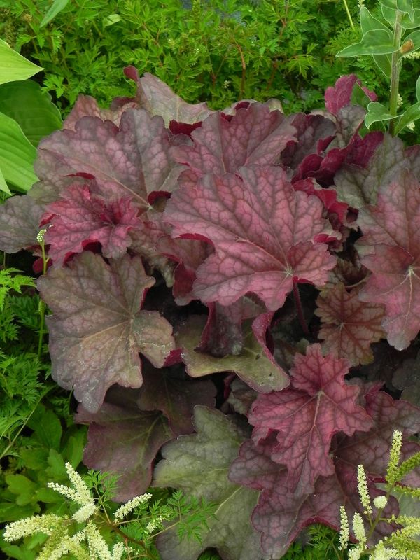 Heuchera x hybrida ‘Berry Smooth’