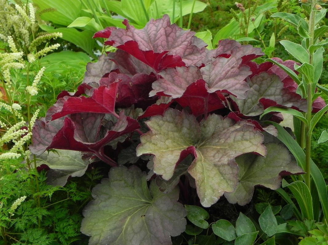 Heuchera x hybrida ‘Berry Smooth’