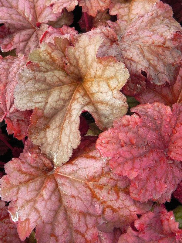 Heuchera x hybrida ‘Berry Smooth’