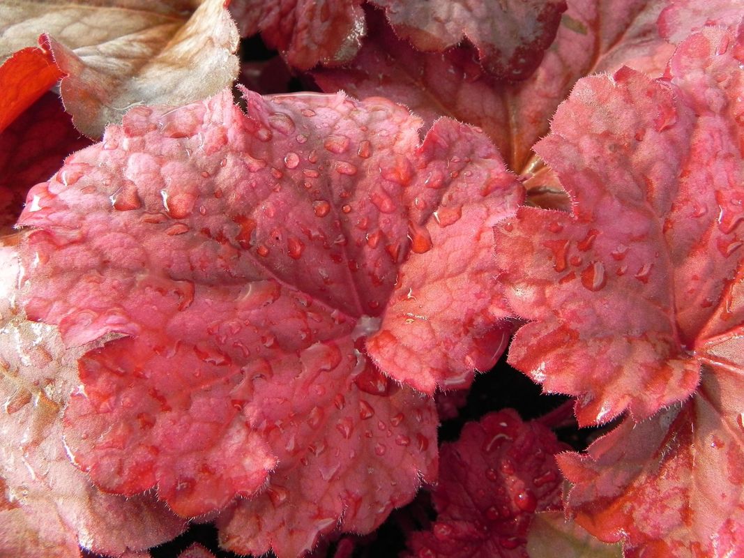 Heuchera x hybrida ‘Berry Smooth’