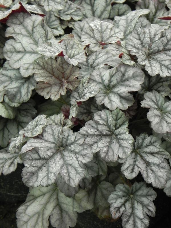 Heuchera x hybrida ‘Cinobar Silver’