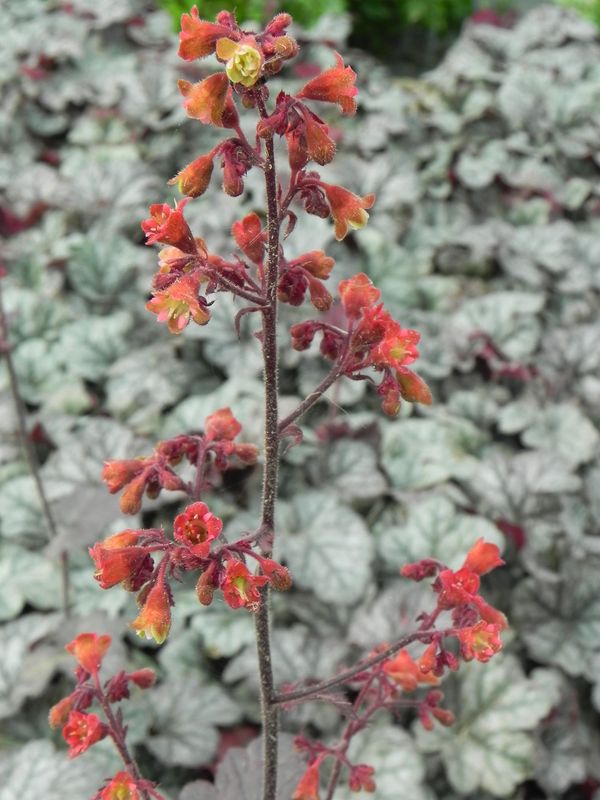 Heuchera x hybrida ‘Cinobar Silver’