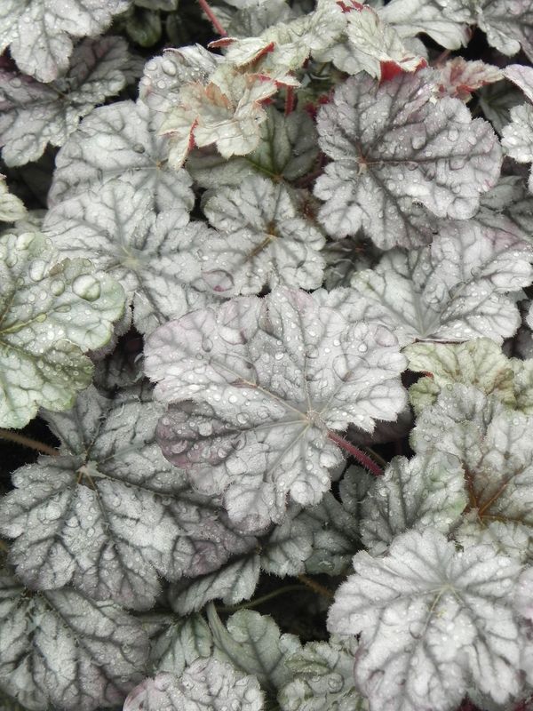 Heuchera x hybrida ‘Cinobar Silver’