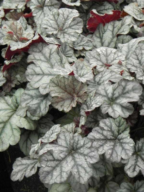 Heuchera x hybrida ‘Cinobar Silver’