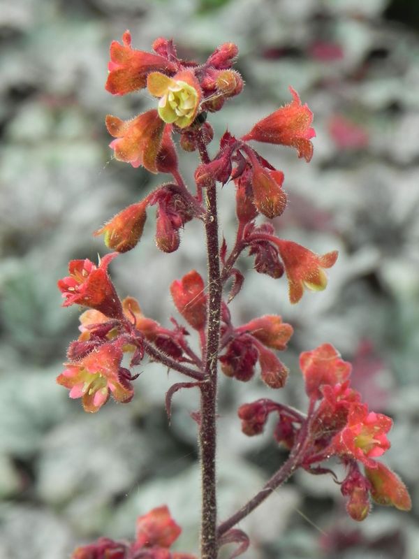 Heuchera x hybrida ‘Cinobar Silver’