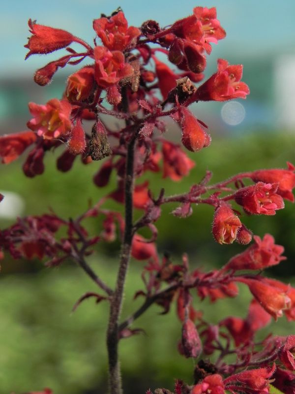 Heuchera x hybrida ‘Cinobar Silver’