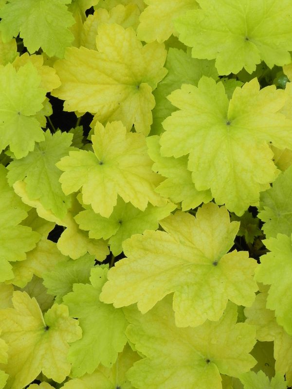 Heuchera x hybrida ‘Electra Lime’