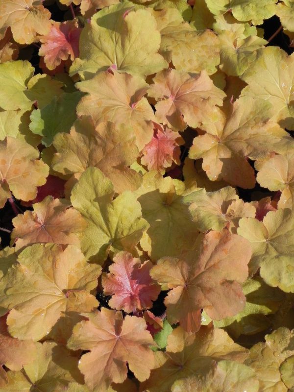 Heuchera x hybrida ‘Caramel’
