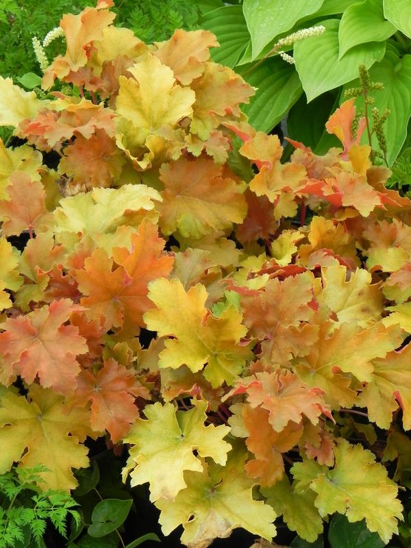 Heuchera x hybrida ‘Amber Waves’