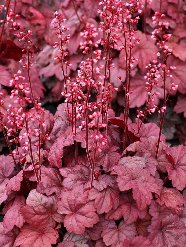 Heuchera x hybrida ‘Grape Soda’