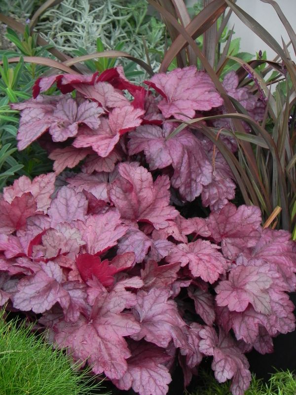Heuchera x hybrida ‘Grape Soda’