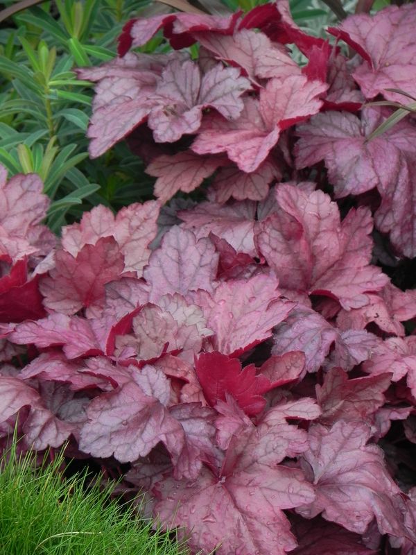 Heuchera x hybrida ‘Grape Soda’