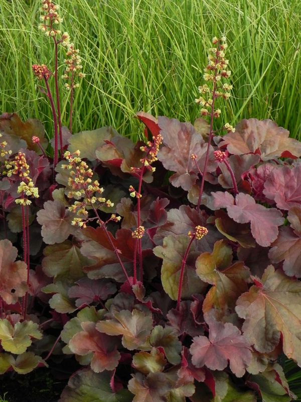 Heuchera x hybrida ‘Little Cutie™ Blondine’