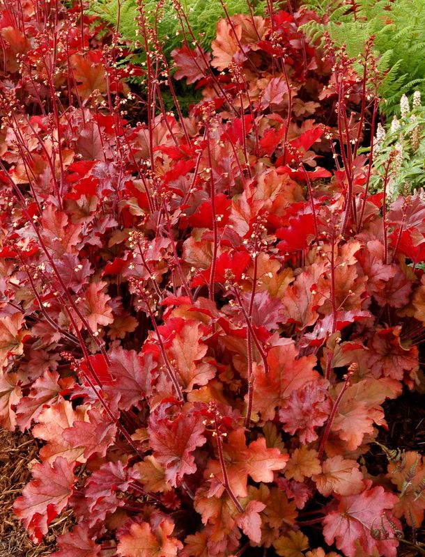 Heuchera x hybrida ‘Peach Flambé’