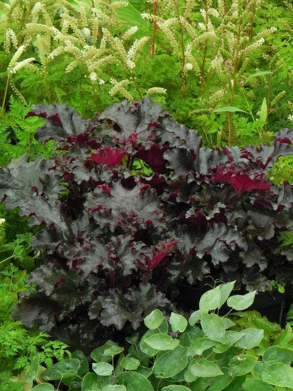 Heuchera x hybrida ‘Black Tafetta’