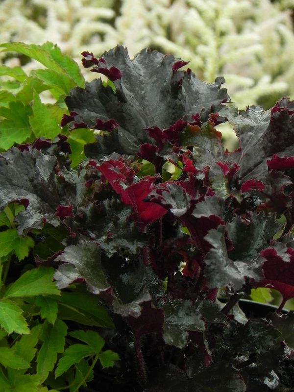 Heuchera x hybrida ‘Black Tafetta’