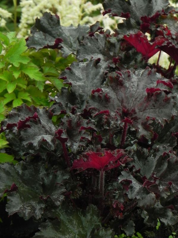 Heuchera x hybrida ‘Black Tafetta’