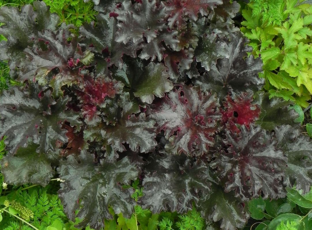 Heuchera x hybrida ‘Black Tafetta’