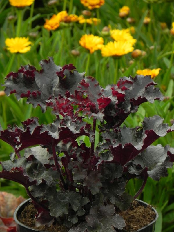 Heuchera x hybrida ‘Black Tafetta’