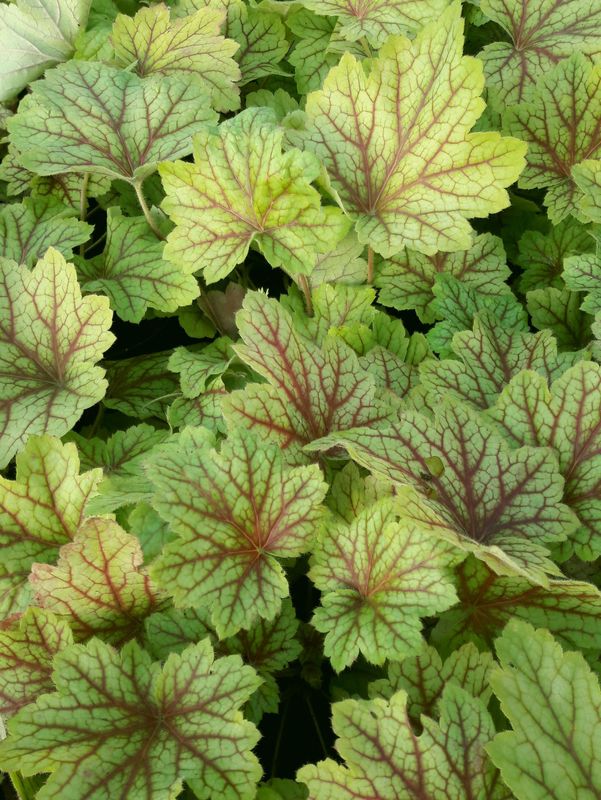 Heuchera x hybrida ‘Electric Lime’