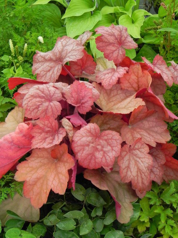 Heuchera x hybrida ‘Georgia Peach’