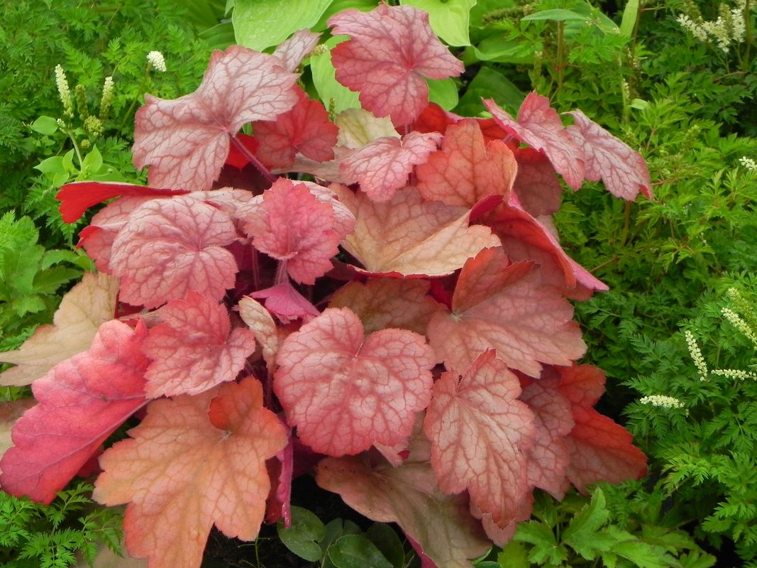 Heuchera x hybrida ‘Georgia Peach’