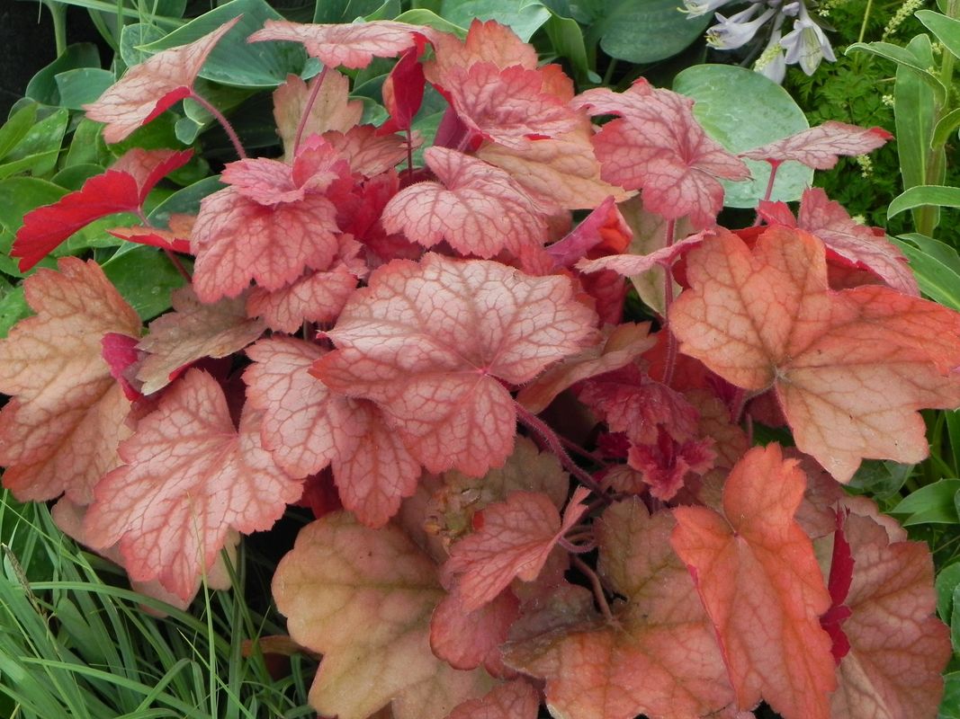 Heuchera x hybrida ‘Georgia Peach’
