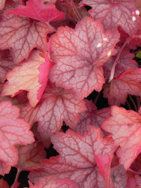 Heuchera x hybrida ‘Georgia Peach’