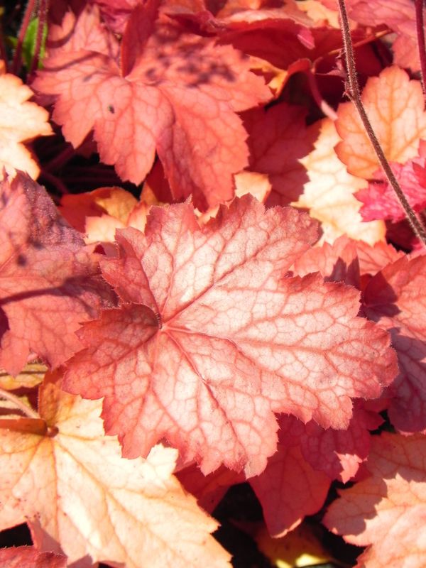 Heuchera x hybrida ‘Georgia Peach’