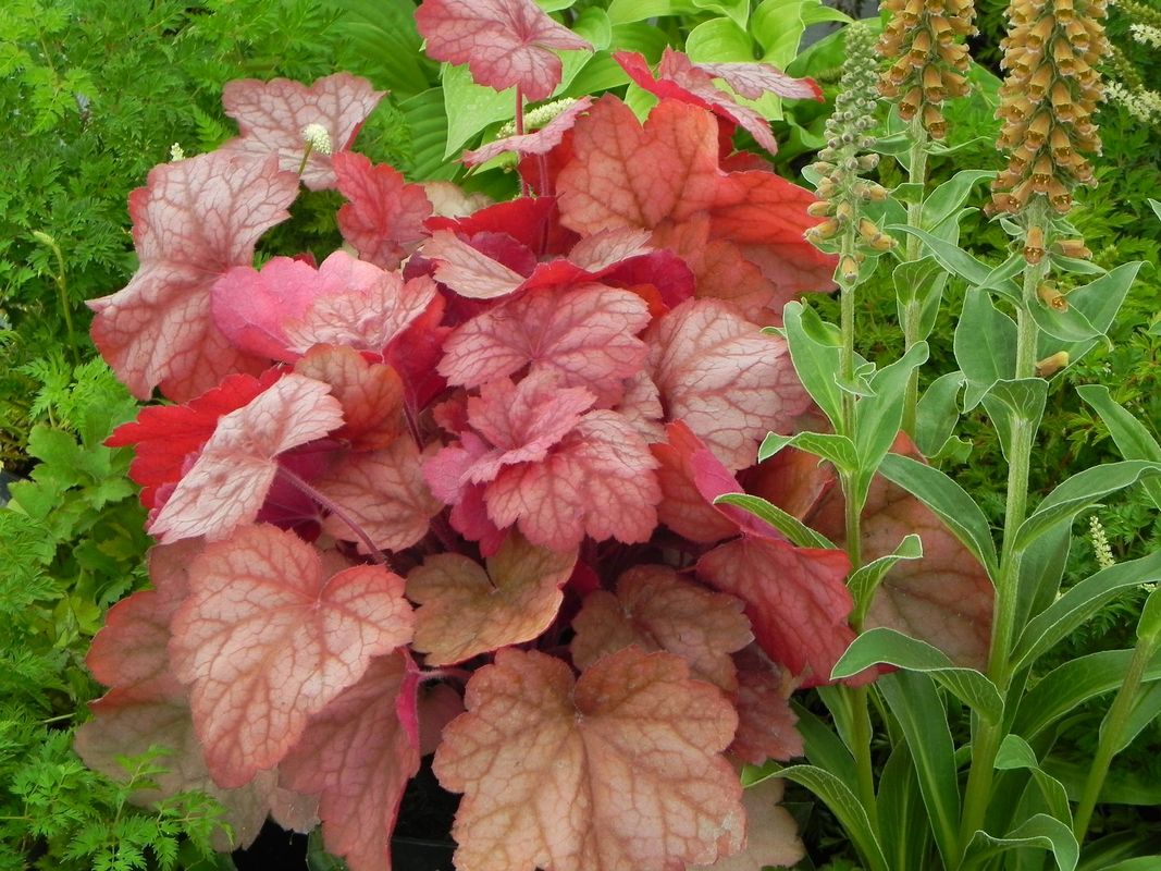Heuchera x hybrida ‘Georgia Peach’