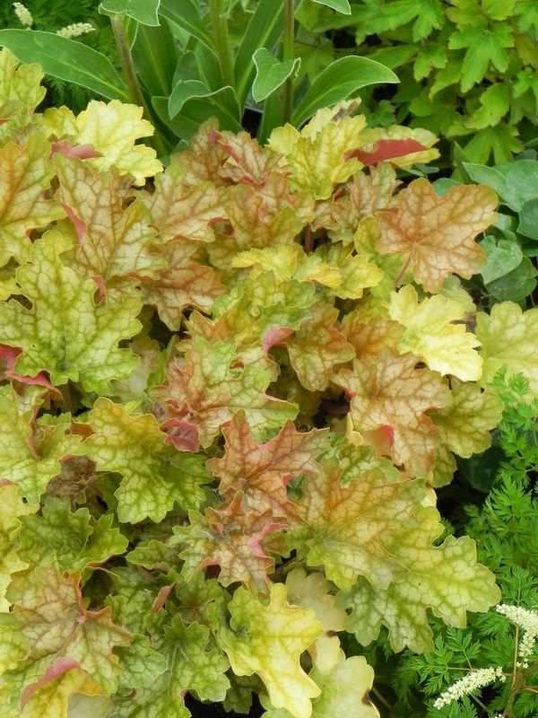 Heuchera x hybrida ‘Ginger Ale’