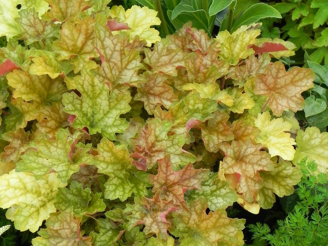 Heuchera x hybrida ‘Ginger Ale’